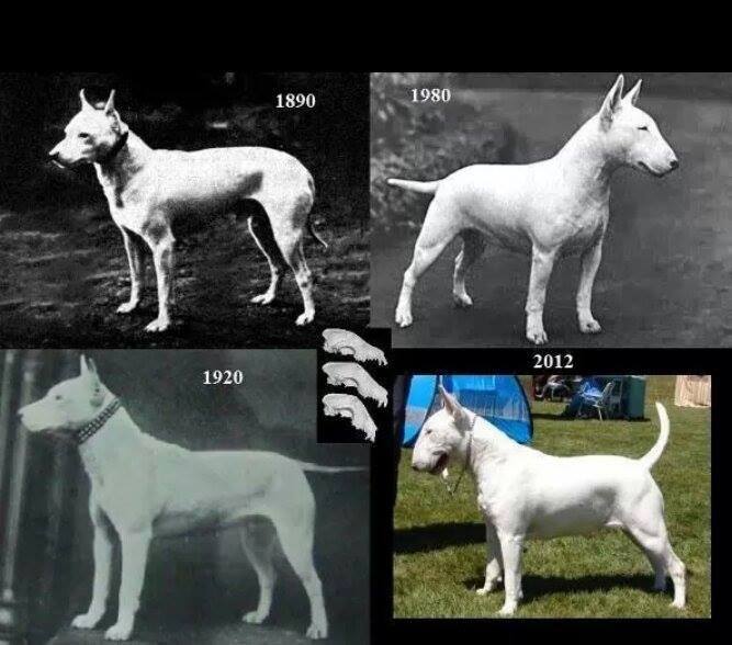 Resultado de imagen de origenes del bull terrier